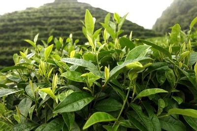 邵陽(yáng)豬血丸子成了非遺項(xiàng)目,還有5個(gè)是這些!